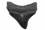 Serrated, Posterior Juvenile Megalodon Tooth - South Carolina #370441-1